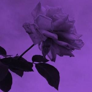 Meet your Posher, Leigh